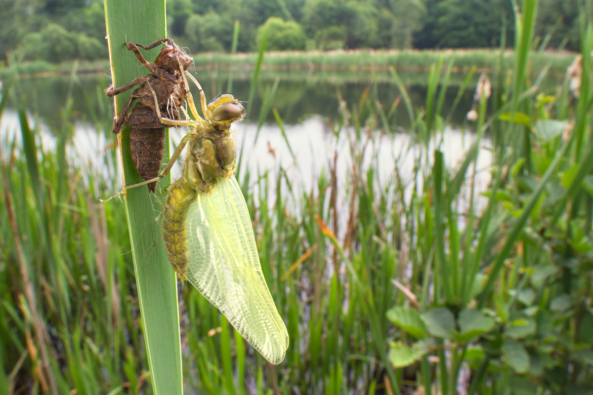 Black-Tailed Skimmer and Exuvia wideangle